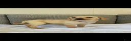Golden Retriever dogs for sale: Labrador puppies  - Advert 7