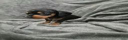 Miniature Dachshund dogs for sale: Dachsund puppies ready end of oct  - Advert 10