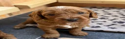 Cavapoochon dogs for sale: Last one - Mr Green looking for his forever family - Advert 32