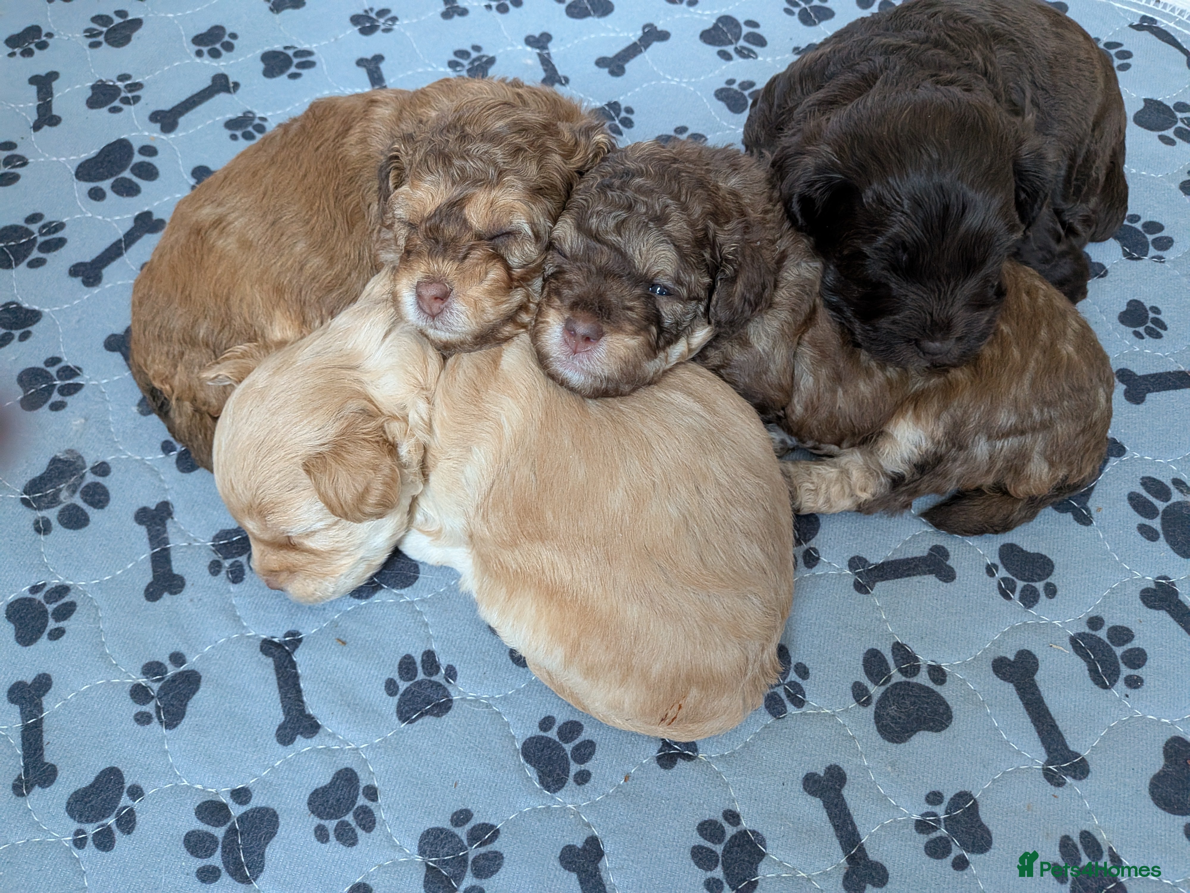 Maltipoo dogs 4 female Maltipoo pups for sale - Advert 2