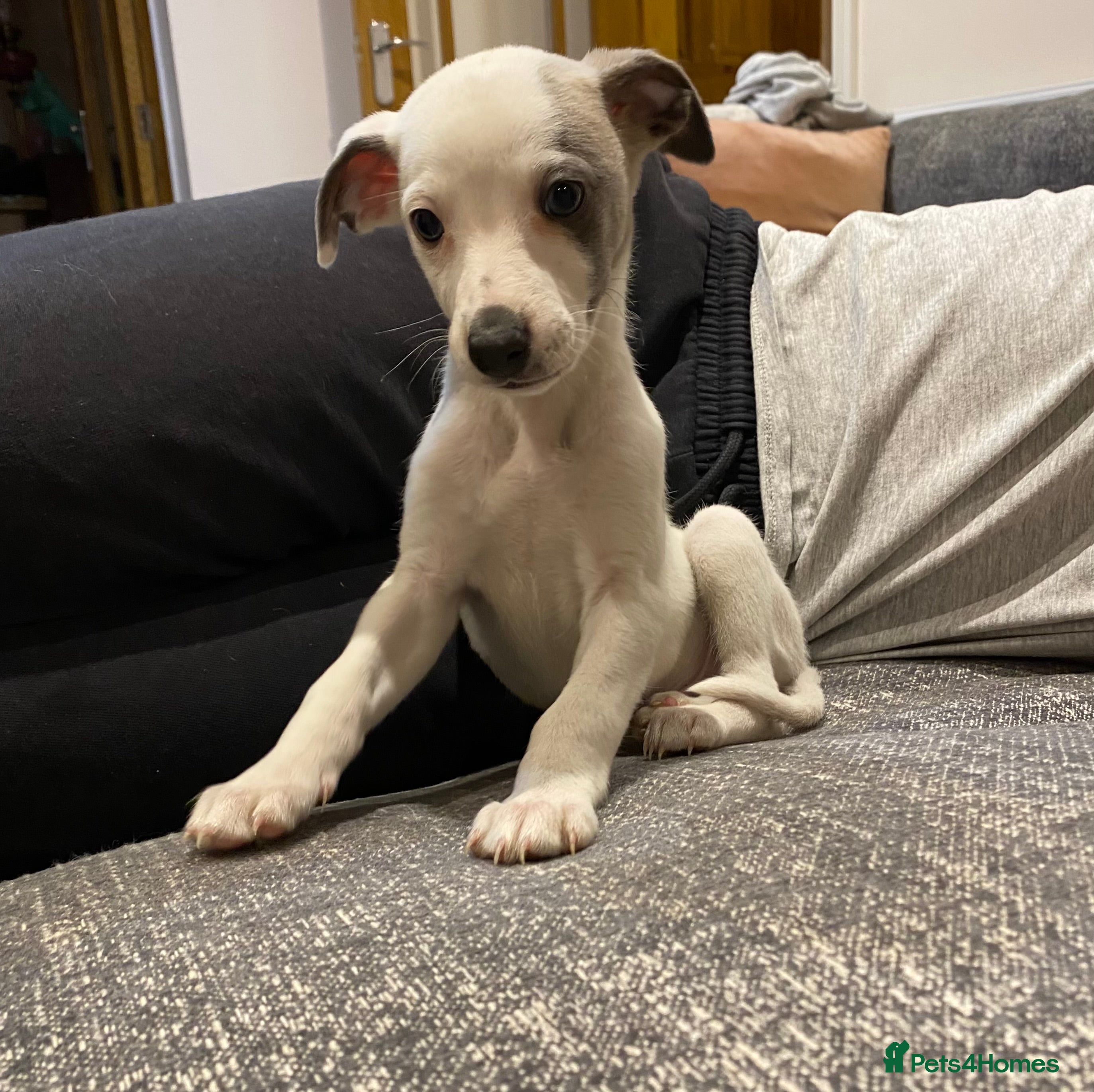 Whippet dogs Beautiful Pedigree Whippet Puppy Stanley - Advert 2