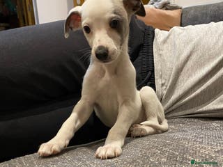 Whippet dogs Beautiful Pedigree Whippet Puppy Stanley - Advert 2