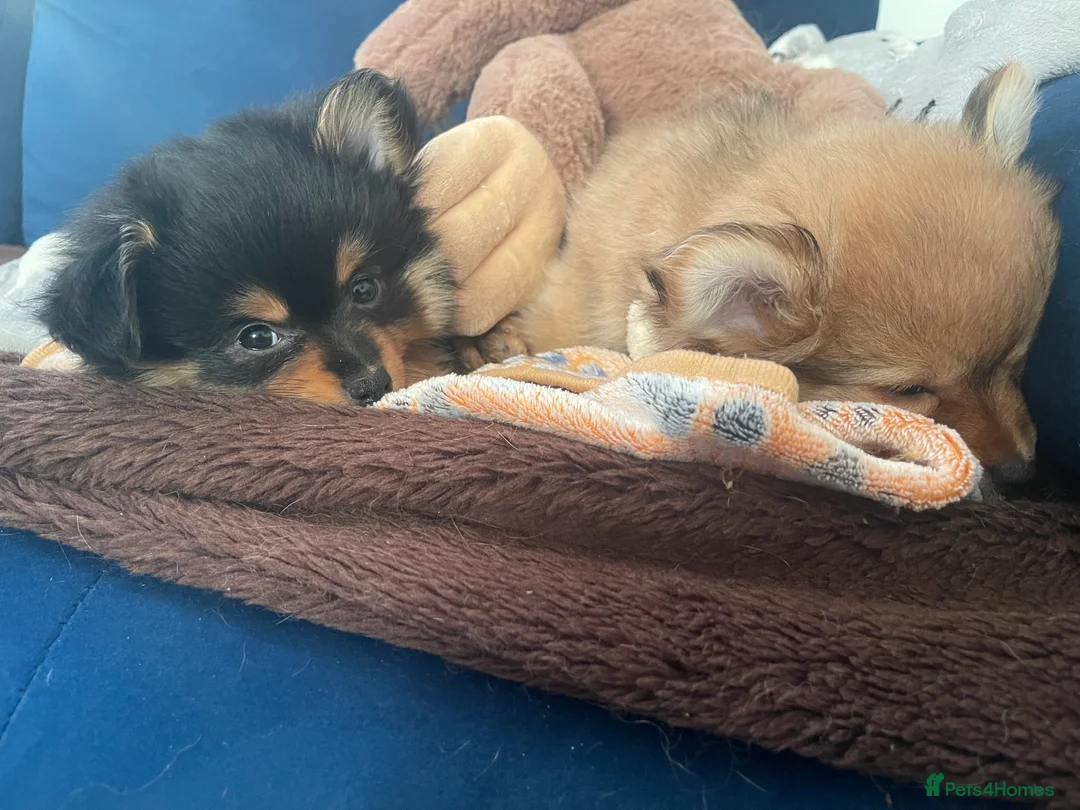 Pomchi dogs for sale: Ready Now☺️3 Pomerinian/Pomchi Puppies❤️ - Advert 21