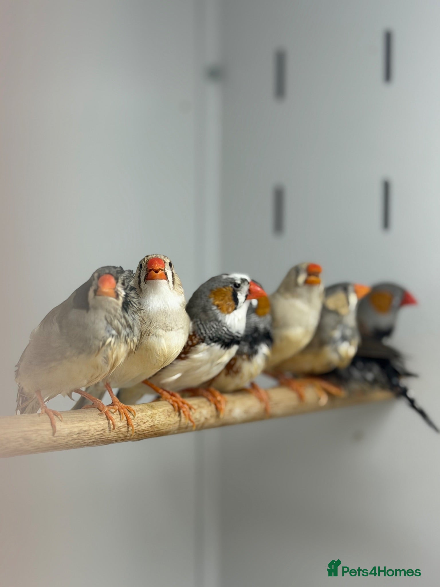 Finches birds Zebra finches  - Advert 3