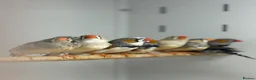 Finches birds for sale: Zebra finches  - Advert 1