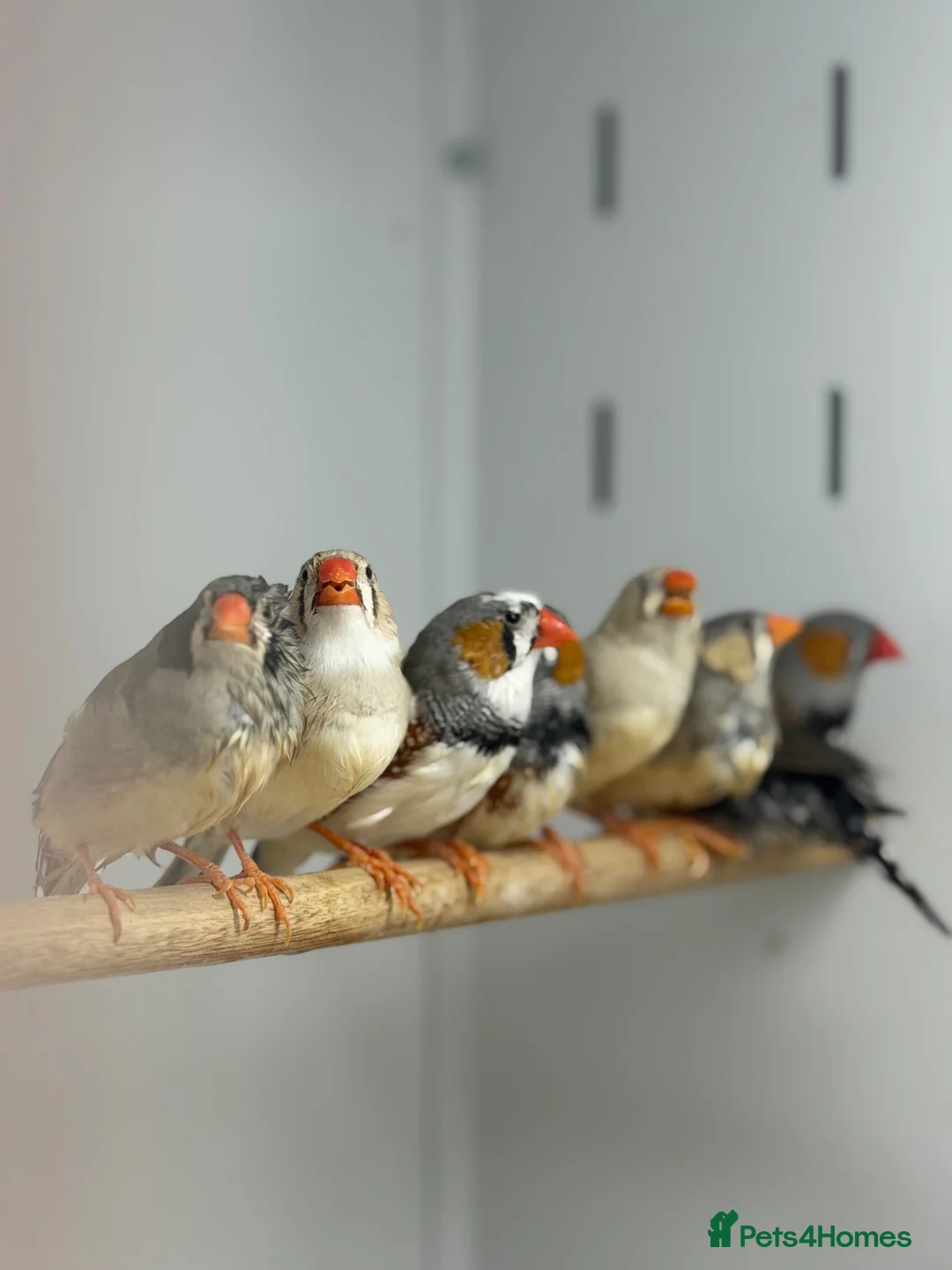Finches birds for sale: Zebra finches  - Advert 1