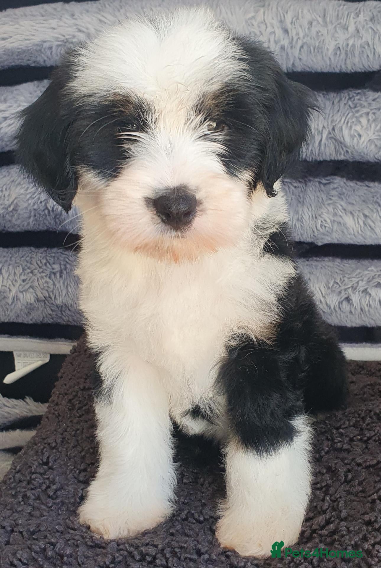 Tibetan Terrier dogs 1 STUNNING MALE Tibtan Terrier - Advert 3