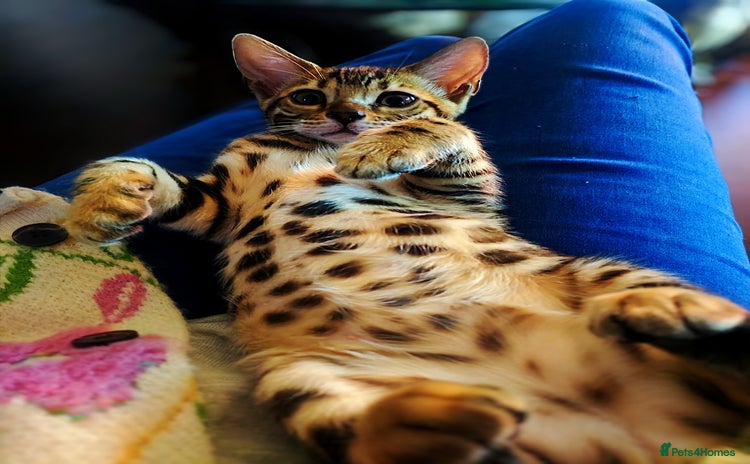 Bengal cats - Advert 5