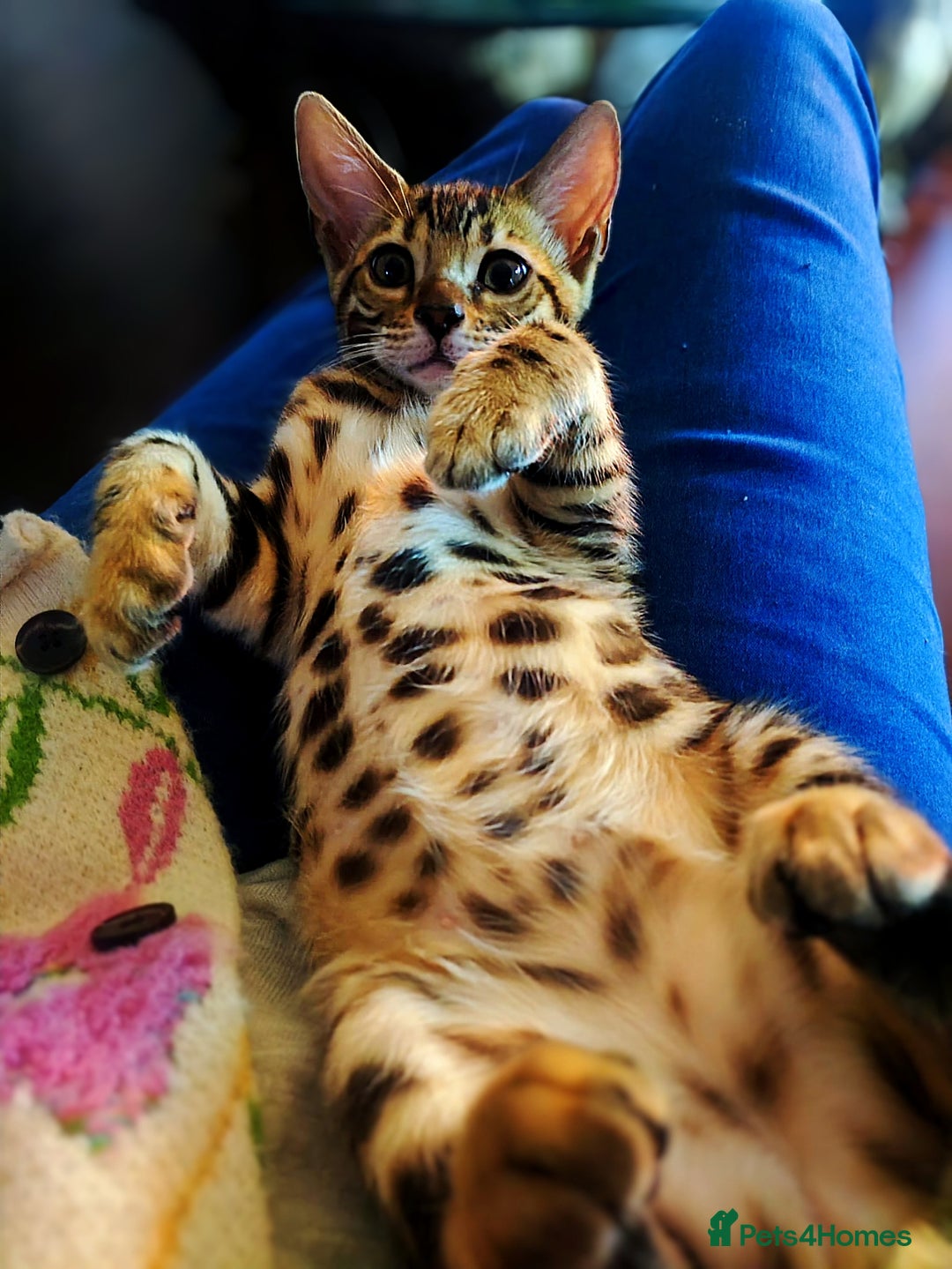 Bengal cats for sale: 🔥The Cutest Bengals in the UK? Come See 😺 🐾 - Image 1