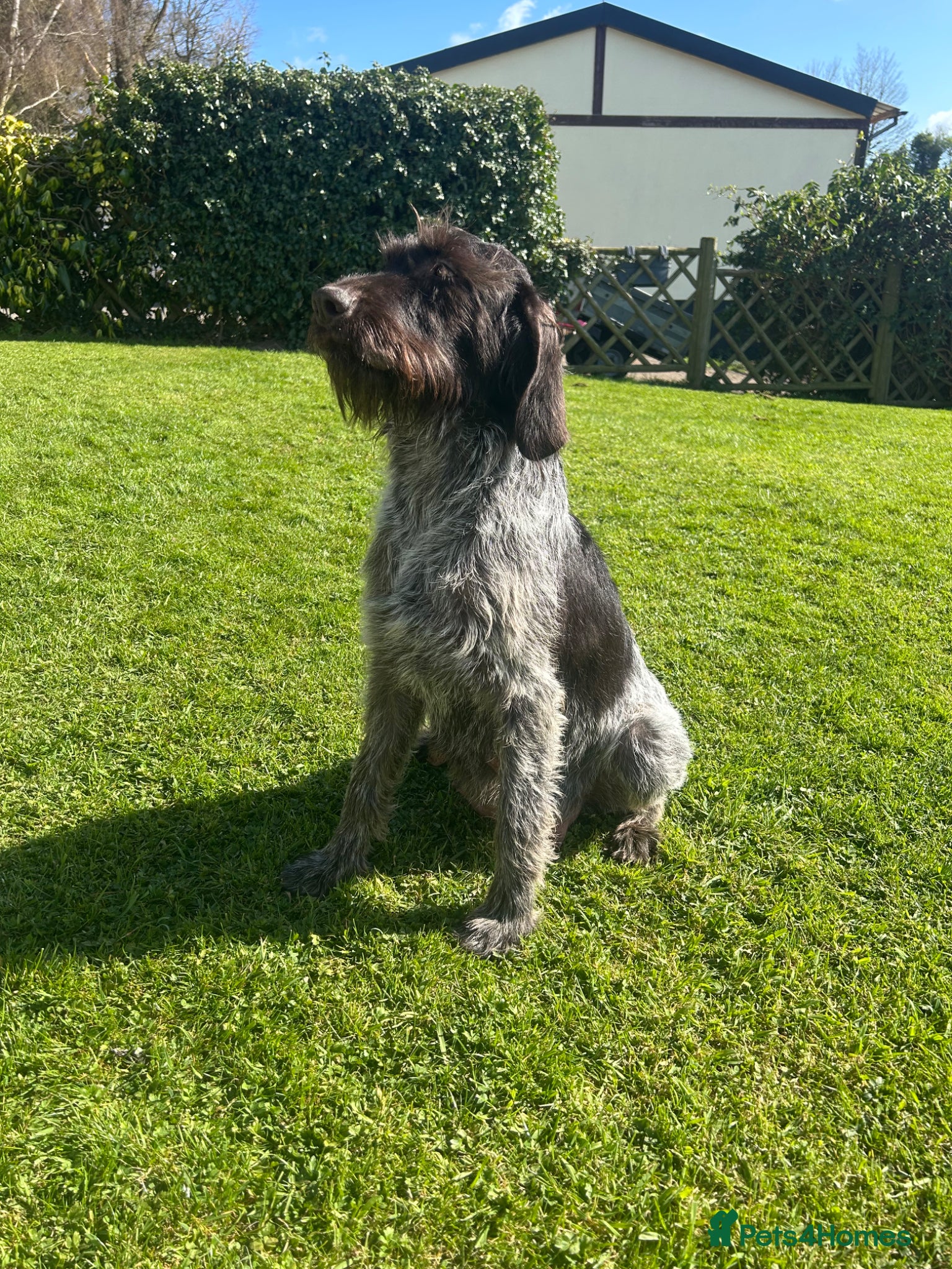 German Wirehaired Pointer dogs KC German Wirehaired Pointer Puppies - Advert 2