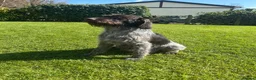 German Wirehaired Pointer dogs for sale: KC German Wirehaired Pointer Puppies - Advert 2