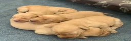 Labrador Retriever dogs for sale: Adorable KC Labrador puppies 🐾 - Advert 22