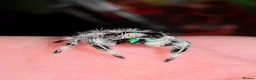 Spiders invertebrates for sale: Jumping spiders for sale - Advert 4