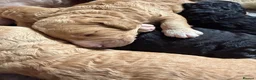 Mini Goldendoodle dogs for sale: Mini Goldendoodles - Advert 17