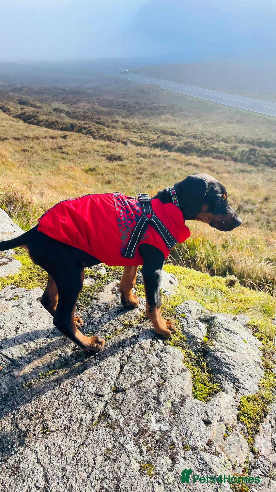 Dobermann dogs for sale: Finding the Perfect Forever Home for Arya - Advert 19