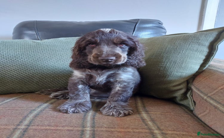 Cocker Spaniel dogs - Advert 3