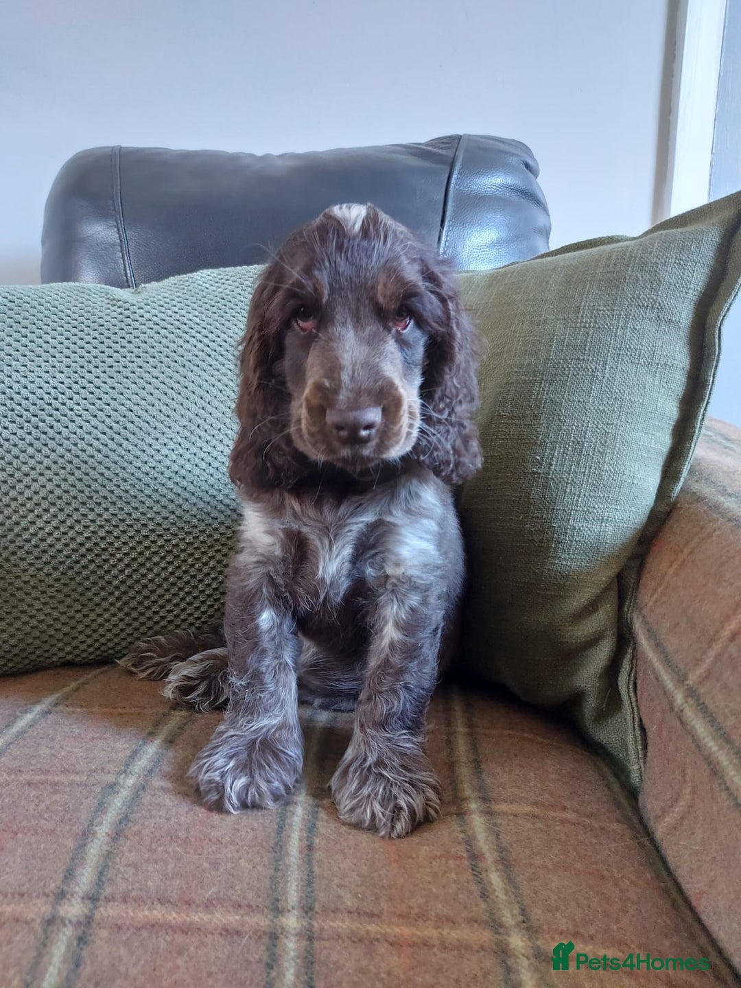 Cocker Spaniel dogs for sale: 1 beautiful kc reg show cocker puppy for sale - Image 1