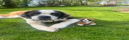 Saint Bernard dogs for stud: Pure breed stallion up for STUD  - Advert 4