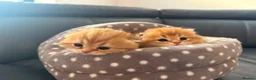 Scottish Fold cats for sale: Beautiful scottish fold and scottish straight - Advert 5