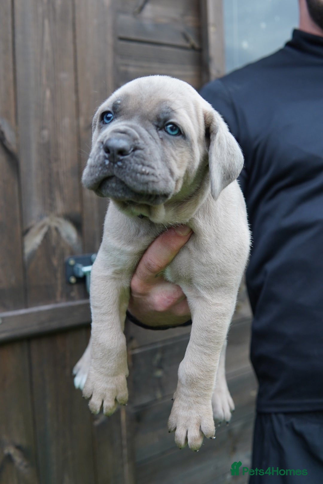 Cane Corso dogs for sale: ICCF Registered Cane Corsos  - Advert 27