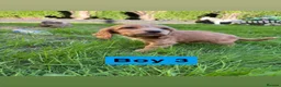 Cocker Spaniel dogs for sale: Show cocker spaniel - Advert 8