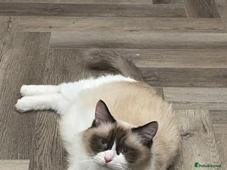 Ragdoll cats Upcoming Ragdoll Kittens – Ready February – £800 - Advert 1