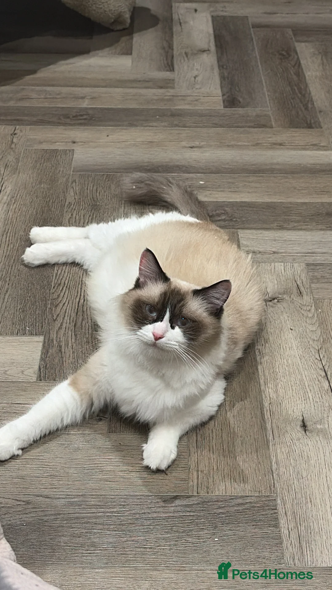 Ragdoll cats for sale: Upcoming Ragdoll Kittens – Ready now – £900 - Advert 1