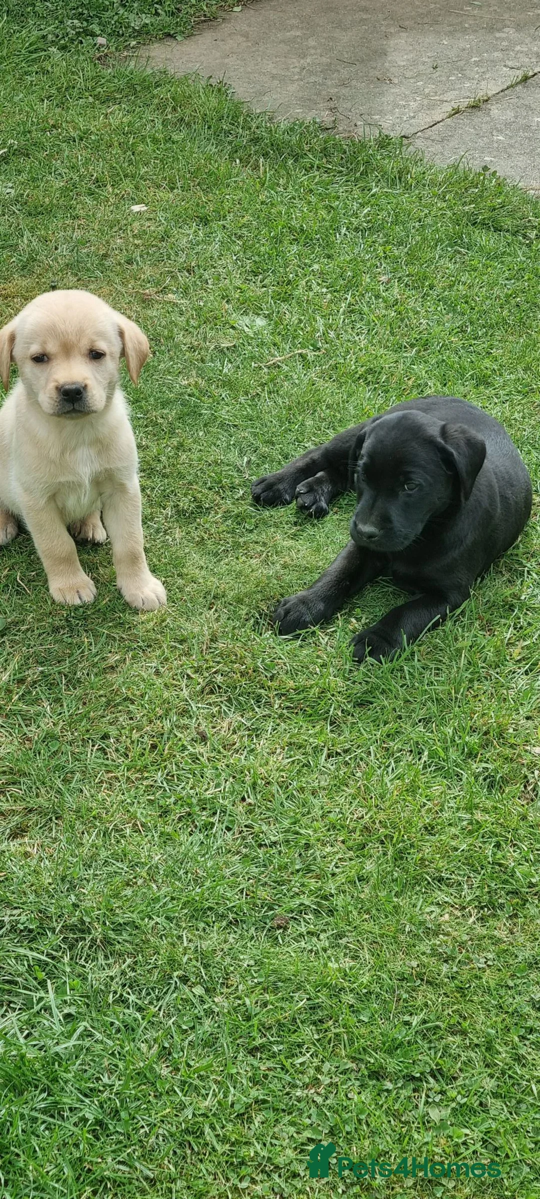 Labrador Retriever dogs for sale: Quality working lab pups - Advert 2