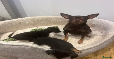 Russian Toy Terrier dogs - Advert 7