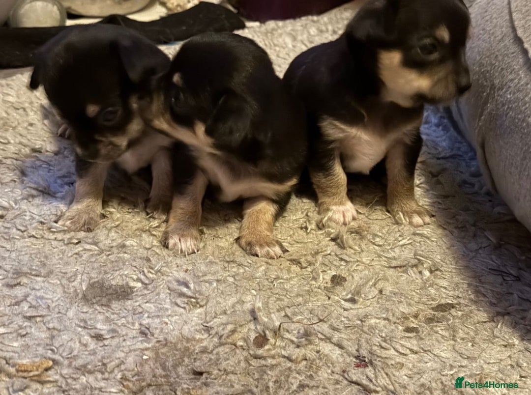 Chihuahua dogs for sale: Chihuahua Puppies  - Advert 2