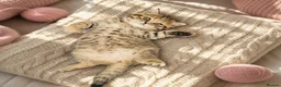 Scottish Fold cats for sale: Adorable Scottish Fold Straight Ear Tabby Kittens  - Advert 35