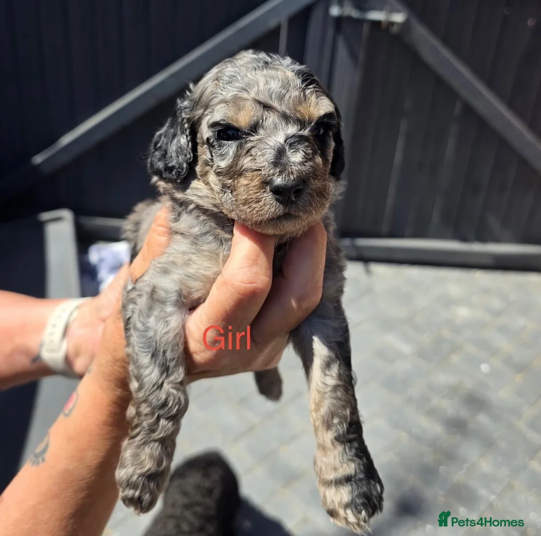 Cockapoo dogs for sale: Cockerpoo puppies  - Advert 2