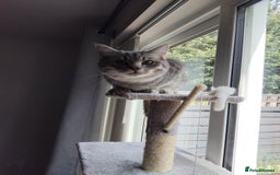 British Shorthair cats for sale: British Shorthair x Ragdoll Cat for Rehoming  - Image 12