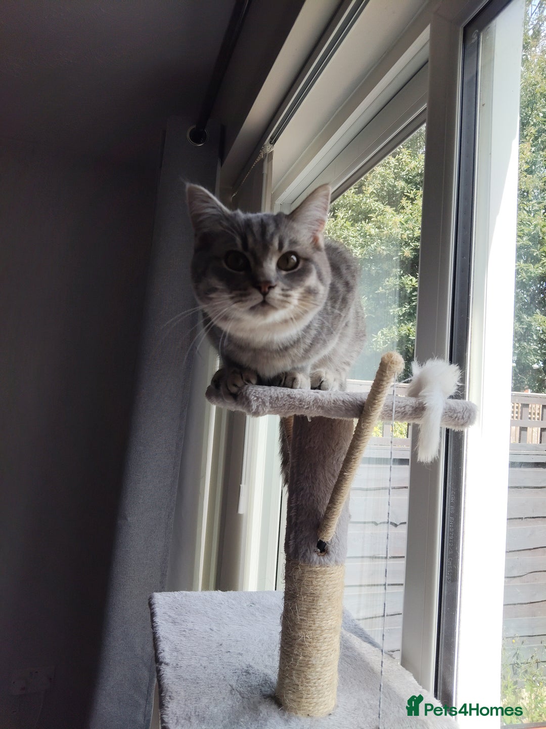 British Shorthair cats for sale: British Shorthair x Ragdoll Cat for Rehoming  - Image 12