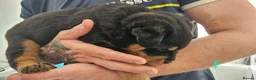 Rottweiler dogs for sale: 4 beautiful rottweiler puppies - Advert 2