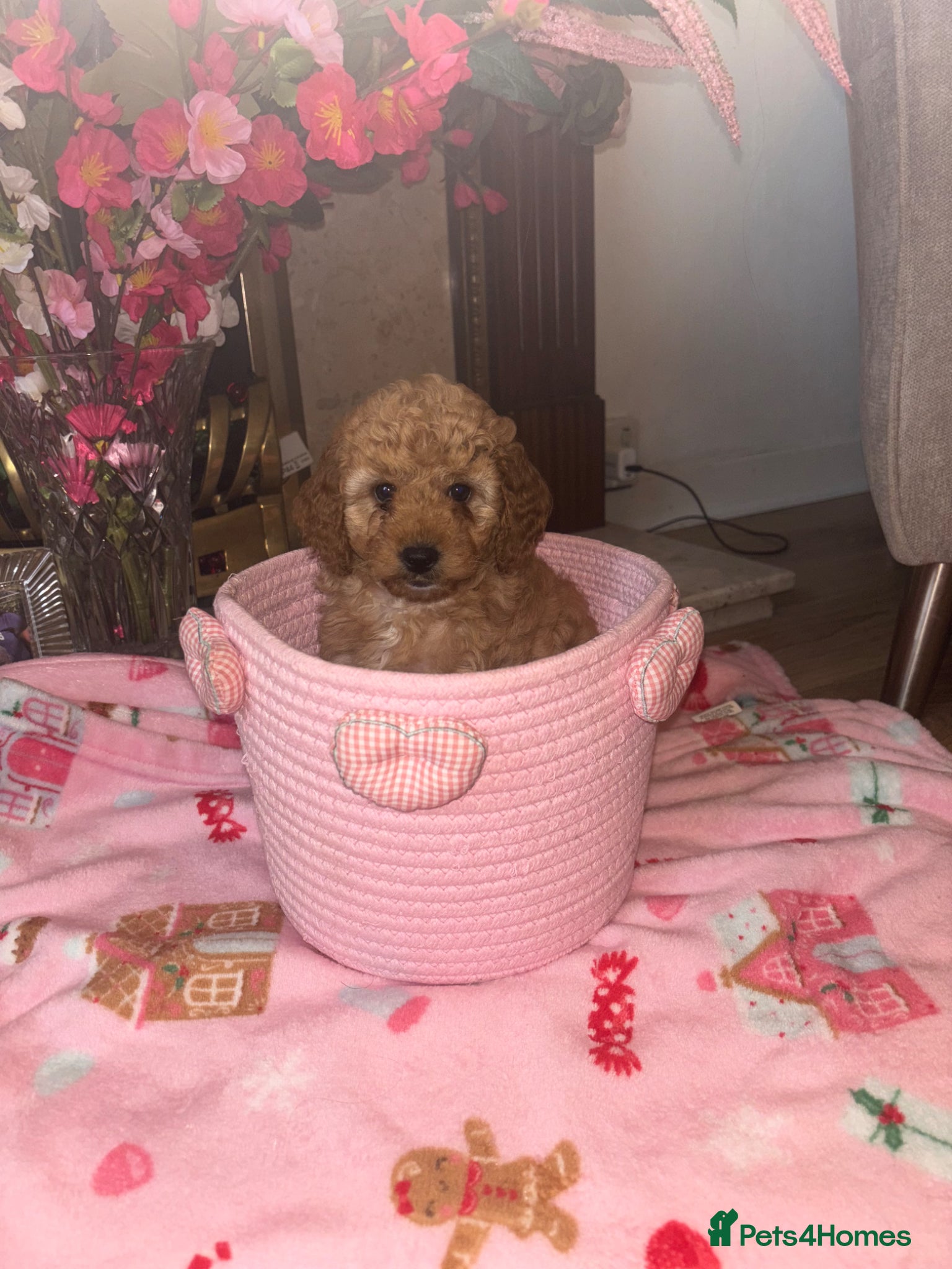 Cockapoo dogs Adorable toy cockapoo puppies  - Advert 17