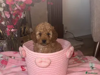 Cockapoo dogs Adorable toy cockapoo puppies - Advert 17