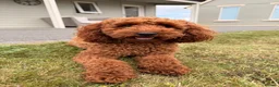 Cockapoo dogs for sale: Stunning F1 Cockapoo pups for sale  - Advert 25