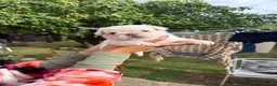 French Bulldog dogs for sale: Frenchie pups for sale in Maldon - Advert 6
