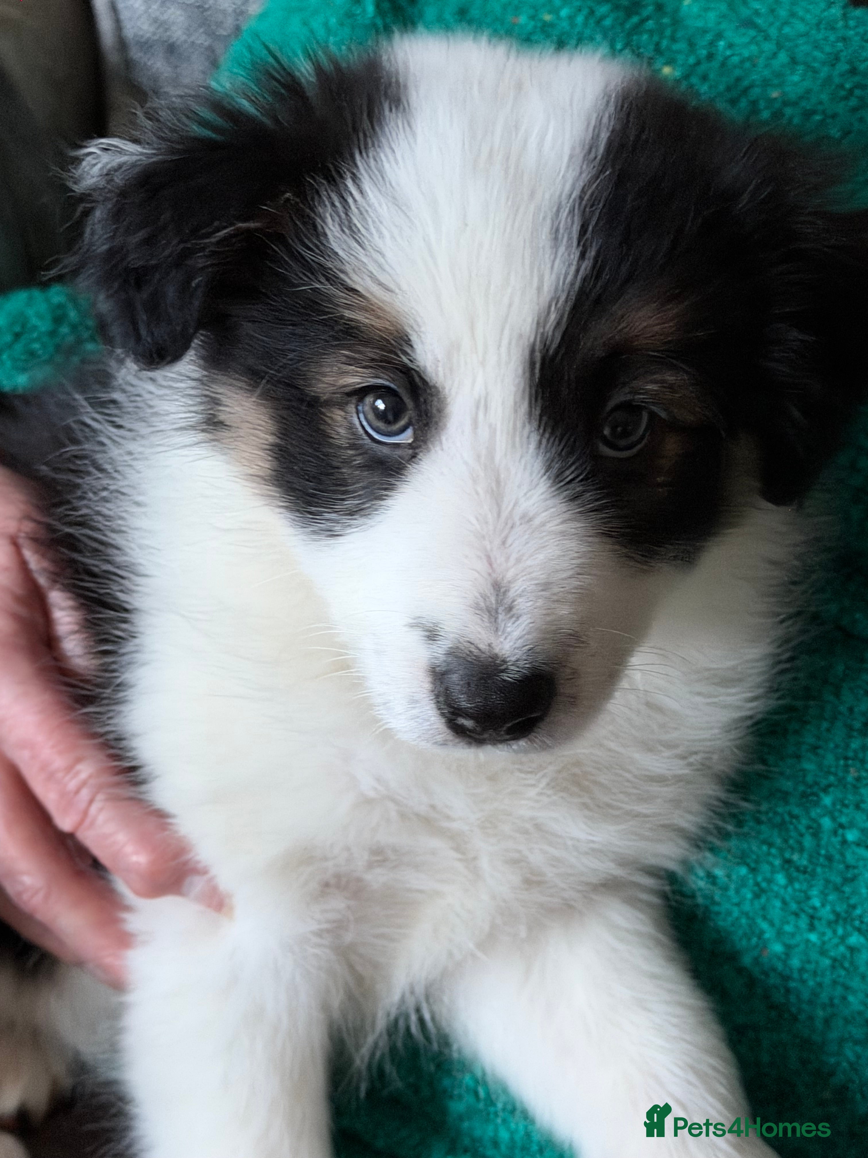 Border Collie dogs 1 lovely girl pup available  - Advert 1