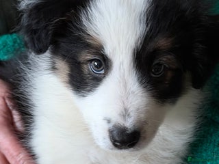 Border Collie dogs 1 lovely girl pup available - Advert 3