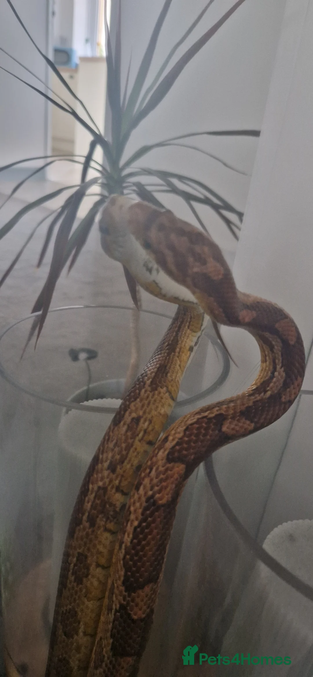 Corn Snake reptiles for sale: Fluffy and luna the corn snakes - Advert 2