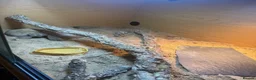 Skink reptiles for sale: Berber Skink with Set Up - Advert 7