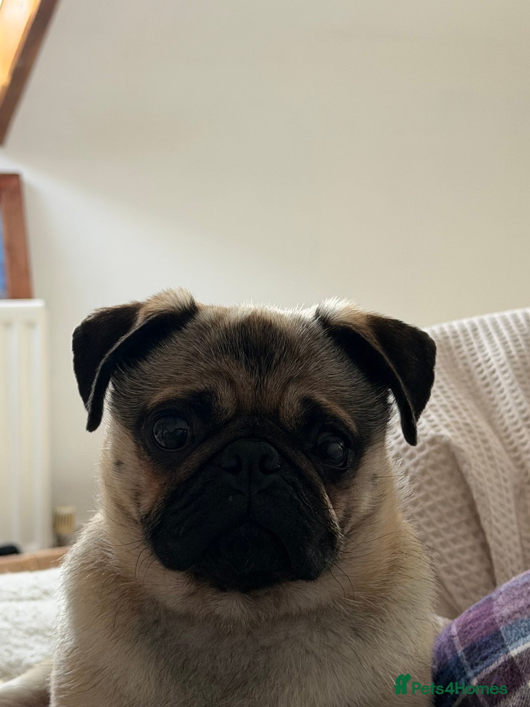 Pug dogs for sale: Bear, the Pug  - Advert 9