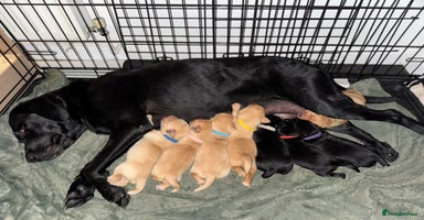 Labrador Retriever dogs - Advert 5