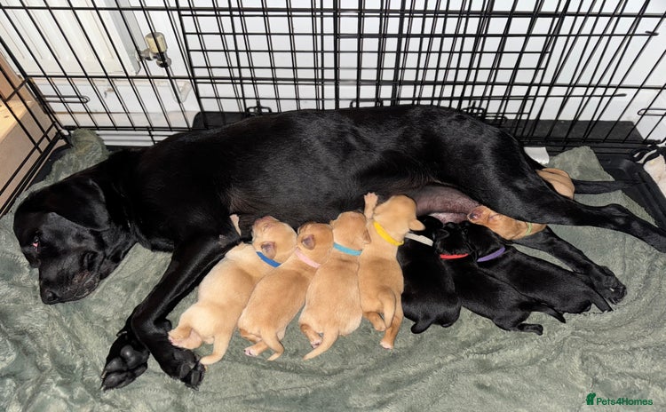 Labrador Retriever dogs - Advert 1