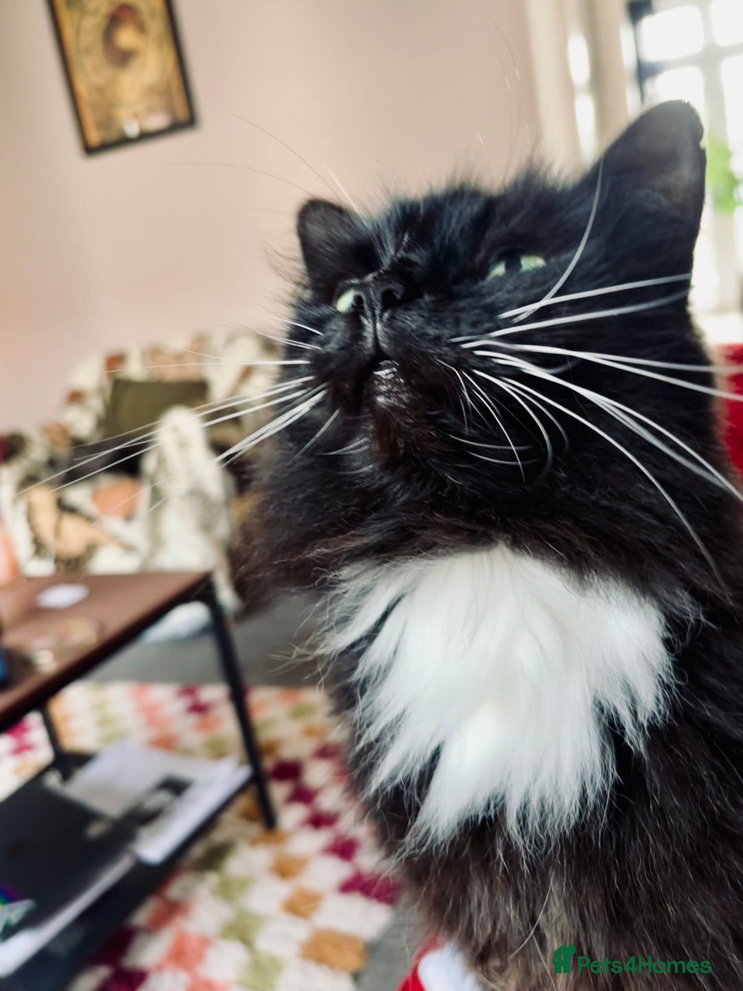 Mixed Breed cats for sale: Fluffy Claudia looking for a new home ✨  - Image 2