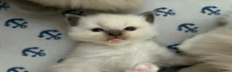 Ragdoll cats for sale: Beautiful male ragdoll kittens - Advert 12
