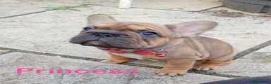 Tan frenchie girl-Princess
