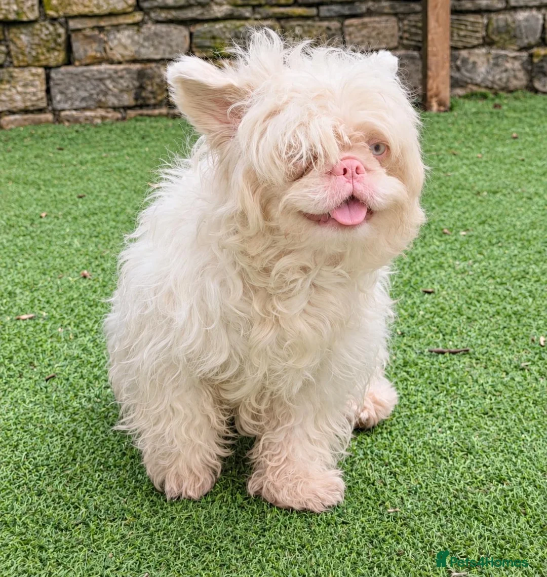 Mixed Breed dogs for stud: Pink Merle Floodle for Stud in Batley - Advert 2